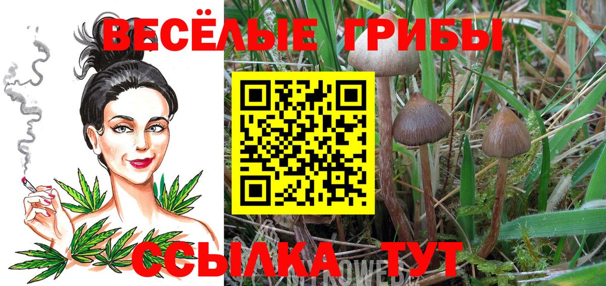 Псилоцибиновые грибы ЛСД Тимашёвск